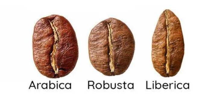انواع دان قهوه